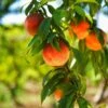 Harvester Peach Tree - USDA Organic -Fast Growing Trees Shop Harvest Peach Tree FGT 600x600 61008ff3 adc5 4c69 b7f1 6dad7fb410c0