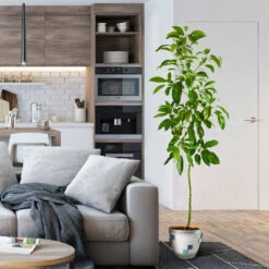 Smoothie Kit -Fast Growing Trees Shop Hass Avocado 1 FGT