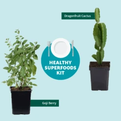 Goji Berry -Fast Growing Trees Shop Healthy Superfoods Kit Graphic ceafb56f 8262 49e7 9792 ea28ea2e548e