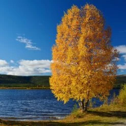 Heritage® River Birch -Fast Growing Trees Shop Heritage River Birch 11