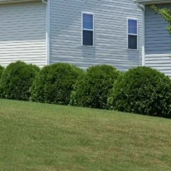 Hetz Midget Thuja Shrub 7 Hetz Midget Thuja Shrub -Fast Growing Trees Shop Hetz Midget Thuja 6