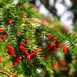 Hicks Yew Tree -Fast Growing Trees Shop Hicks Yew7 FGT