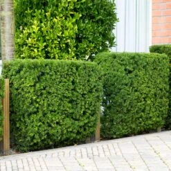 Hicks Yew Tree -Fast Growing Trees Shop Hicks Yew 4 FGT