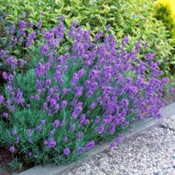 Hidcote Purple Lavender Plant -Fast Growing Trees Shop Hidcote Lavender 1 FGT