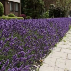 Hidcote Purple Lavender Plant -Fast Growing Trees Shop Hidcote Lavender 4 FGT