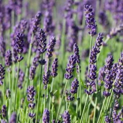 Hidcote Purple Lavender Plant -Fast Growing Trees Shop Hidcote Lavender 7