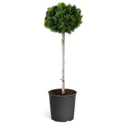 Dwarf Hinoki Cypress Tree -Fast Growing Trees Shop Hinoki Cypress Standard 1