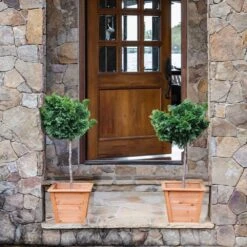 Dwarf Hinoki Cypress Tree -Fast Growing Trees Shop Hinoki Cypress Standard 2 6bc85b90 3eec 439f 92d1 ae3e8dfe164a