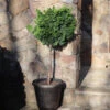 Dwarf Hinoki Cypress Tree -Fast Growing Trees Shop Hinoki Cypress Standard FGT 600x600 89ae3964 7196 49ed 9f4e 0670e430fcf5
