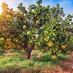 Hirado Pummelo Tree 5 Hirado Pummelo Tree -Fast Growing Trees Shop Hirado Pummelo 1