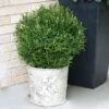 Gem Box® Holly Shrub -Fast Growing Trees Shop Holly Gem Box FGT 600x600 c7245634 5435 4fd3 8af4 9df9d91e4414