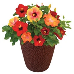 Bloom Bash® Hollywood® Hibiscus -Fast Growing Trees Shop Hollywood Hibiscu BLoom Bash 1