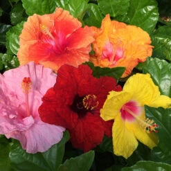 Bloom Bash® Hollywood® Hibiscus -Fast Growing Trees Shop Hollywood Hibiscu BLoom Bash 2