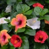 Bloom Bash® Hollywood® Hibiscus -Fast Growing Trees Shop Hollywood Hibiscu BLoom Bash 3