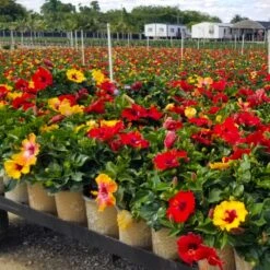 Bloom Bash® Hollywood® Hibiscus -Fast Growing Trees Shop Hollywood Hibiscu BLoom Bash 4