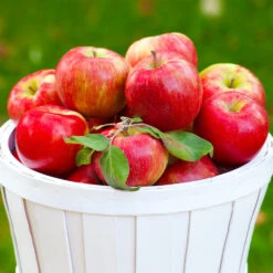 Apple Pollinator Pack -Fast Growing Trees Shop Honeycrisp Apple 1 BB