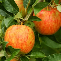 Honeycrisp™ & McIntosh Twisted Apple Tree -Fast Growing Trees Shop Honeycrisp Apple 1 FGT 29d88901 4847 40f3 be78 29c8a4b6351a