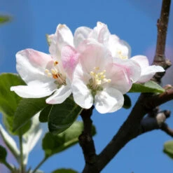Apple Pollinator Pack -Fast Growing Trees Shop Honeycrisp Apple 2 BB