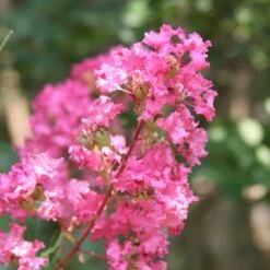 Hopi Crape Myrtle -Fast Growing Trees Shop Hopi Crape Myrtle 1