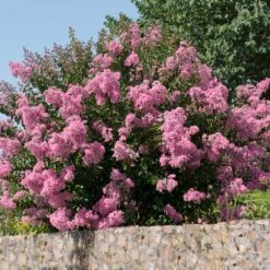 Hopi Crape Myrtle -Fast Growing Trees Shop Hopi Crape Myrtle 5