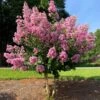 Hopi Crape Myrtle -Fast Growing Trees Shop Hopi Crape Myrtle FGT 600x600 f056a88a 0534 44fb 9b52 5b38e7e51bd1