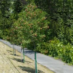 Hot Wings® Maple Tree -Fast Growing Trees Shop Hot Wings Tartarian Maple 1