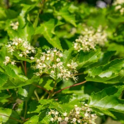 Hot Wings® Maple Tree -Fast Growing Trees Shop Hot Wings Tartarian Maple 5