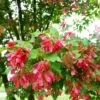 Hot Wings® Maple Tree -Fast Growing Trees Shop Hot Wings Tartarian Maple FGT 600x600 3647a279 1e13 4555 9e8c 78b91c198da9