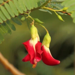 Red Hummingbird Tree (Sesbania Grandiflora) -Fast Growing Trees Shop Hummingbird Tree 5 FGT