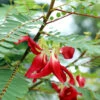 Red Hummingbird Tree (Sesbania Grandiflora) -Fast Growing Trees Shop Hummingbird Tree FGT 600x6007 b68c261a 4975 472f 9834 447c6834b8ef
