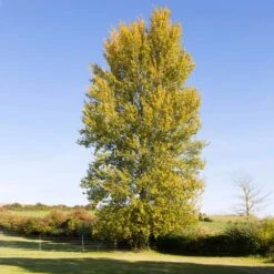 Superior Hybrid Poplar Tree -Fast Growing Trees Shop Hybrid Poplar 3