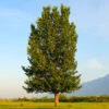 Superior Hybrid Poplar Tree -Fast Growing Trees Shop Hybrid Poplar FGT 600x600 983a4ec6 0fdc 414b afee 5d483d831daa