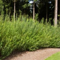 Willow Hybrid Tree 5 Willow Hybrid Tree -Fast Growing Trees Shop Hybrid Willow 1