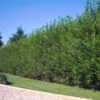 Willow Hybrid Tree -Fast Growing Trees Shop Hybrid Willow 2