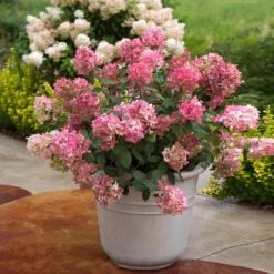 Fire Light® Hydrangea Shrub -Fast Growing Trees Shop Hydrangea FIrelight 6