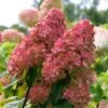 Fire Light® Hydrangea Shrub -Fast Growing Trees Shop Hydrangea FIrelight FGT 600x600 fee6326c d7e3 40ef 9e05 bc9d50177a56