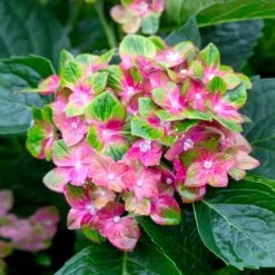Pistachio Hydrangea Shrub 6 Pistachio Hydrangea Shrub -Fast Growing Trees Shop Hydrangea Pistachio 2