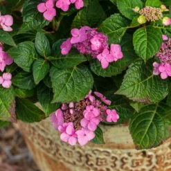 Endless Summer® Pop Star® Bigleaf Hydrangea -Fast Growing Trees Shop Hydrangea Pop Star 1