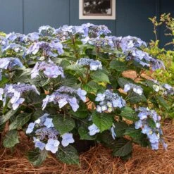 Endless Summer® Pop Star® Bigleaf Hydrangea -Fast Growing Trees Shop Hydrangea Pop Star 4 FGT