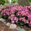 Endless Summer® Pop Star® Bigleaf Hydrangea -Fast Growing Trees Shop Hydrangea Pop Star FGT 600x600 0c83e550 fcaf 4086 b2ff 076f1346bce2