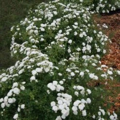 Icy Drift® Rose -Fast Growing Trees Shop Icy Drift Rose 1 FGT