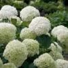 Incrediball® Hydrangea Shrub 11 Incrediball® Hydrangea Shrub -Fast Growing Trees Shop Incrediball Hydrangea FGT 600x600 db11fa34 d7f4 42e8 b522 b771f9dfae02