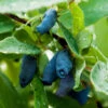Indigo Gem Haskap (Honeyberry) -Fast Growing Trees Shop Indigo GEm Haskap 600x600 b2f232b9 e3e1 493f 8d14 d84faacd7d64