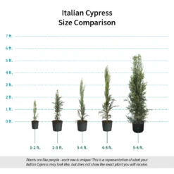 Italian Cypress 15 Italian Cypress -Fast Growing Trees Shop Italian Cypress Size Comparison ugc test