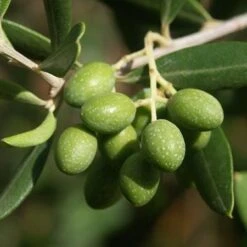 Italian Olive Tree 7 Italian Olive Tree -Fast Growing Trees Shop Italian Olive Tree 2 450w