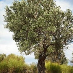 Italian Olive Tree 8 Italian Olive Tree -Fast Growing Trees Shop Italian Olive Tree 3 450W