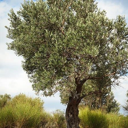 Italian Olive Tree 4 Italian Olive Tree - Image 4