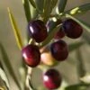 Italian Olive Tree -Fast Growing Trees Shop Italian Olive Tree 350W