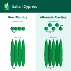 Italian Cypress 14 Italian Cypress -Fast Growing Trees Shop ItalianCypress