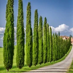 Italian Cypress 10 Italian Cypress -Fast Growing Trees Shop Italian Cypress 6 FGT